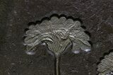 Museum-Quality Pyrite-Replaced Crinoid Plate - Germany #380362-7